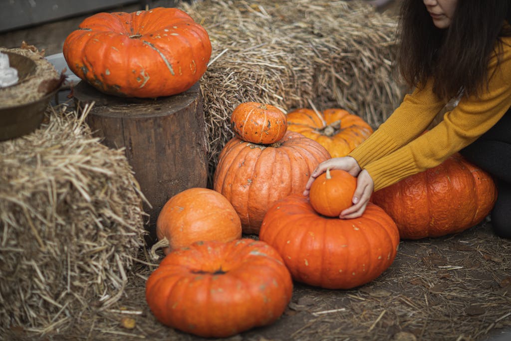 A woman arranges pumpkins at an outdoor patch with hay bales during fall.